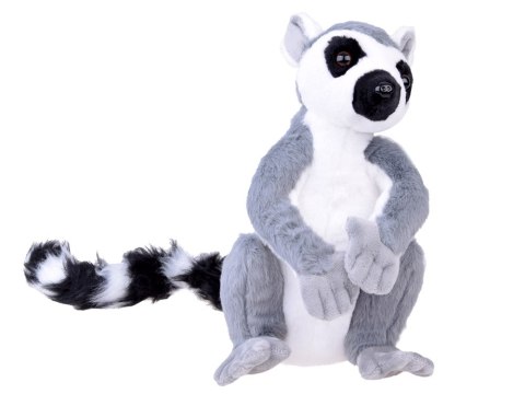 Maskotka duży pluszowy Lemur z Madagaskaru siedzący 27cm 14159