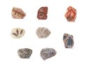 Zestaw archeologiczny Wykop niespodziankę skamieniałe LIŚCIE i KOŚCI ZA5753