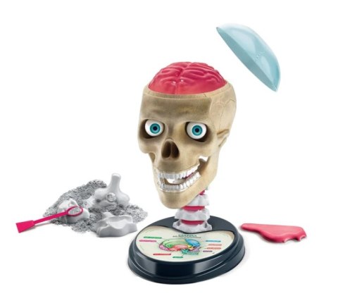 Naukowa Zabawa Zestaw Zwariowana Anatomia Język Polski Clementoni 50697