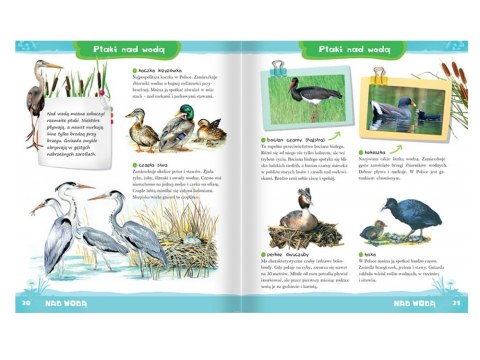 Aksjomat Zwierzęta Polski. Atlas dla dzieci KS1186