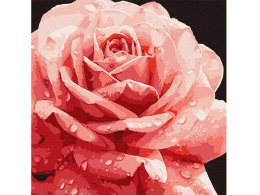 Malowanie po numerach 40 x 40 cm KHO3236 Doskonała róża AP0095