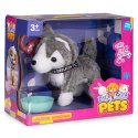 Interaktywny piesek na smyczy husky chodzi i merda ogonem melodyjki