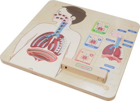 MASTERKIDZ Tablica Edukacyjna Układ Oddechowy