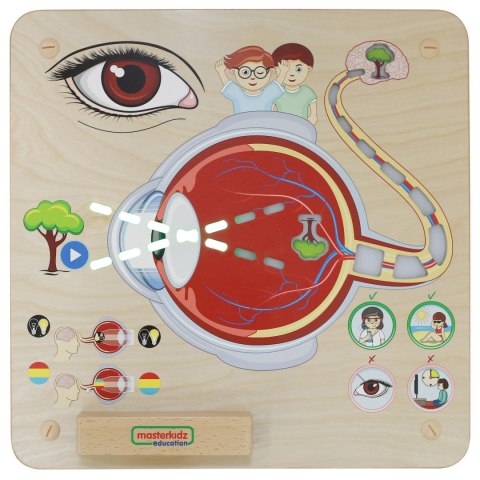 MASTERKIDZ Tablica Edukacyjna Zmysł Wzroku