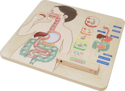 MASTERKIDZ Tablica Edukacyjna Układ Trawienny