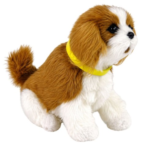 Interaktywny Pies Piesek Cavalier Pluszowy Szczeka Rusza Ogonem