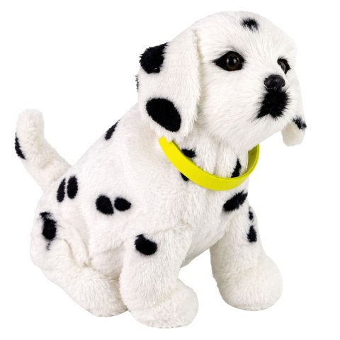 Interaktywny Pies Piesek Dalmatyńczyk Pluszowy Szczeka Rusza Ogonem