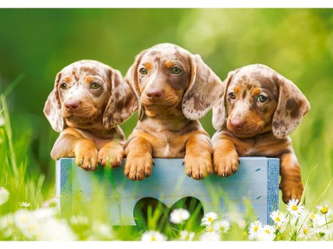 Puzzle 500-elementów Cute Dachshunds B-53605