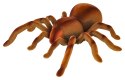 Pająk Tarantula R/C