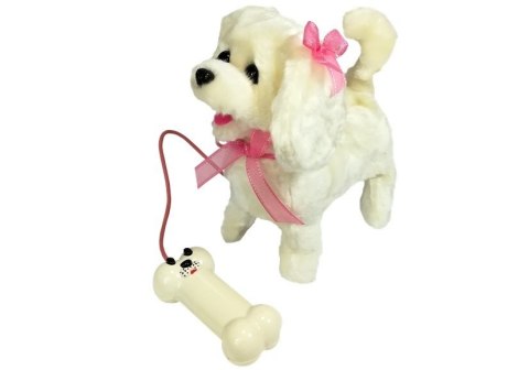 Biały Pies Pudel Na Smyczy Pilot Kość